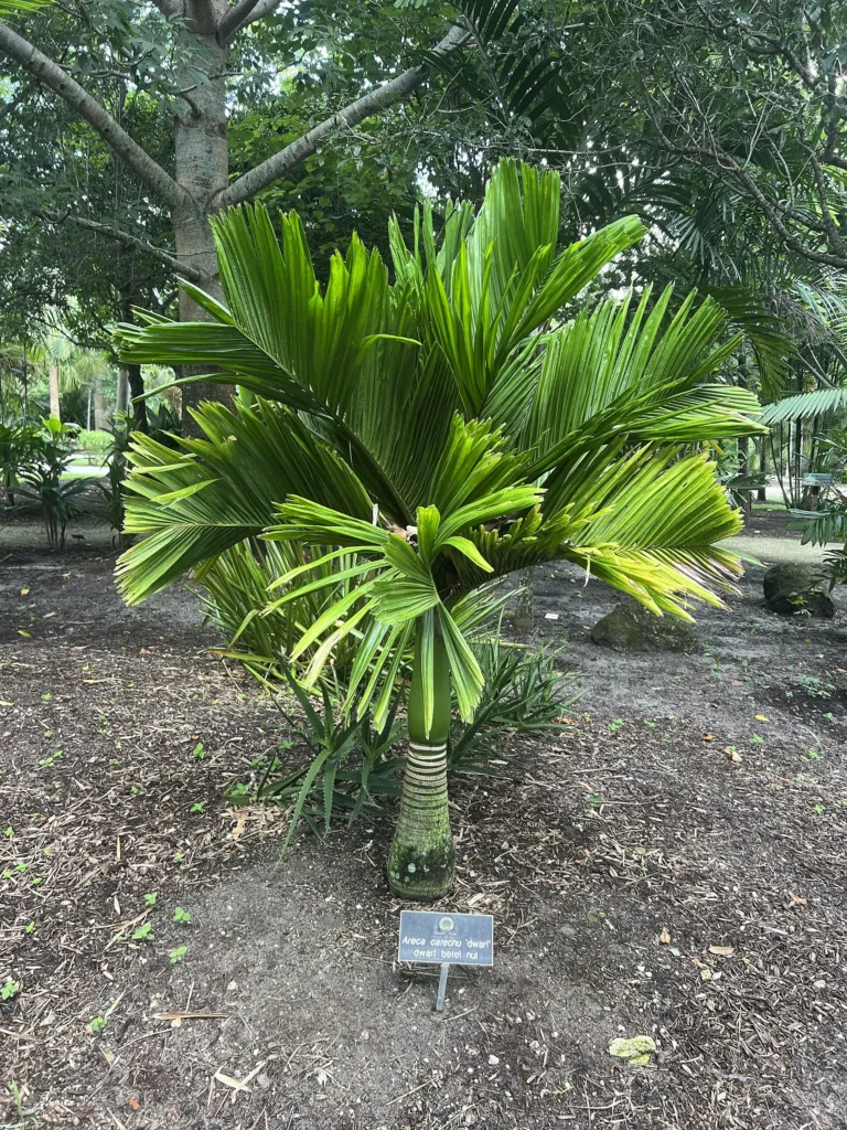 Palma da betel (Areca catechu) – characteristic appearance, plant photo