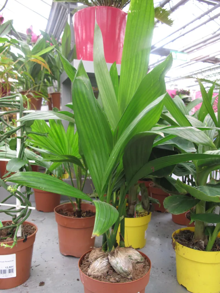 Palma da betel (Areca catechu) – in a garden setting, plant photo