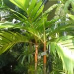 Areca vestiaria – Pflanzenfoto