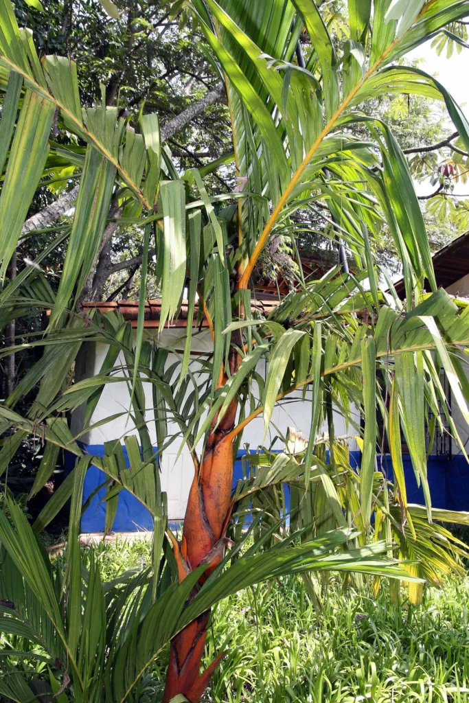 pinang yaki (Areca vestiaria) – in a garden setting, plant photo