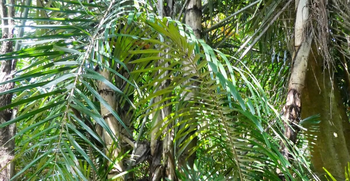 Arenga australasica – fotografia rastliny