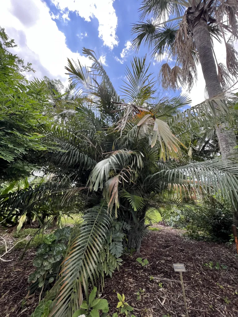 Arenga engleri – in a garden setting, plant photo