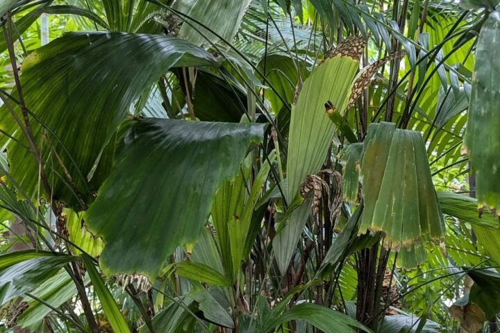 Arenga hookeriana