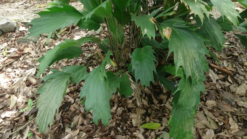 Arenga hookeriana care guide (Arenga hookeriana) – characteristic appearance, plant photo
