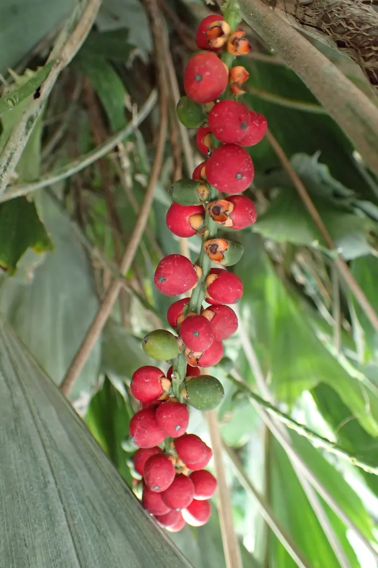Arenga hookeriana care guide (Arenga hookeriana) – in a garden setting, plant photo