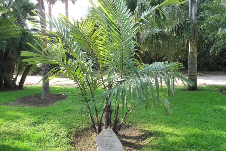 Arenga engleri