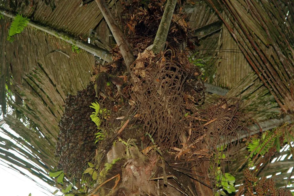 Sugar Palm (Arenga pinnata) – in a garden setting, plant photo