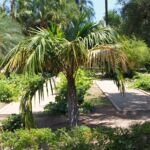 Arikury palma (Syagrus schizophylla) – fotografia rastliny