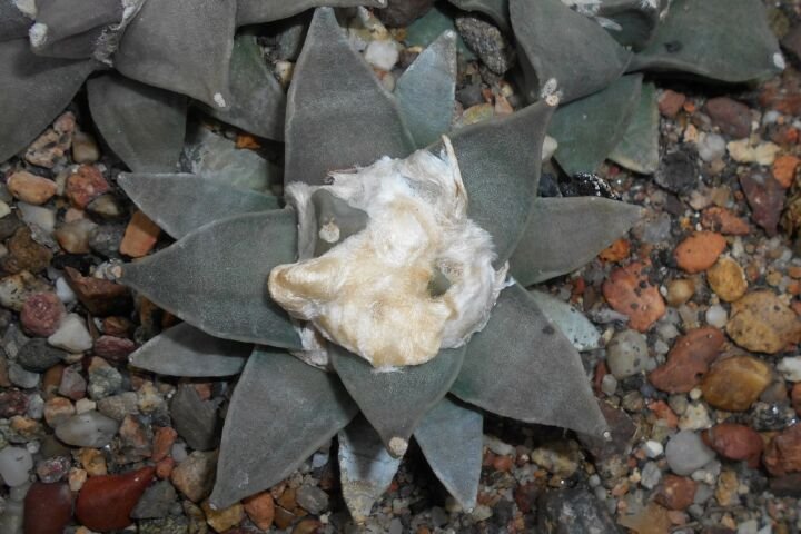 Ariocarpus 'Retusus'