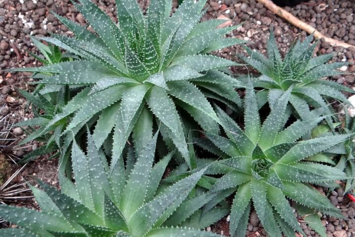 Aristaloe aristata