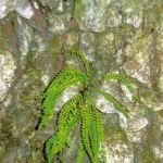 Asplenium trichomanes – foto della pianta
