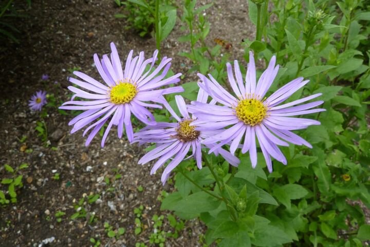 Aster frikartii