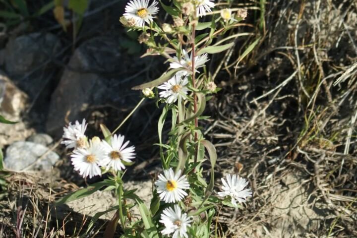 Aster ericoides
