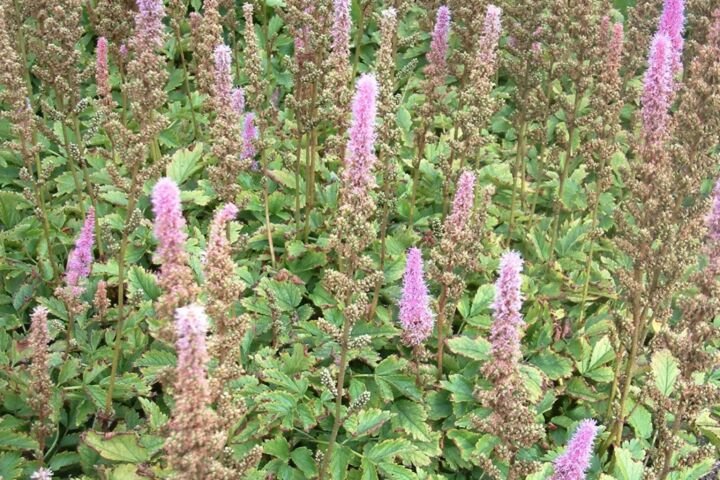 Astilbe chinensis 'Pumila'