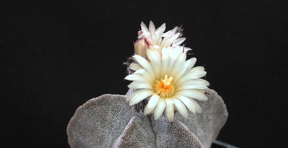 Astrophytum myriostigma – plant photo
