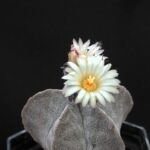 Astrophytum myriostigma – foto della pianta