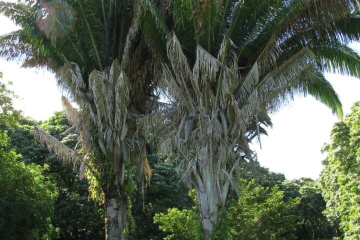 Attalea butyracea