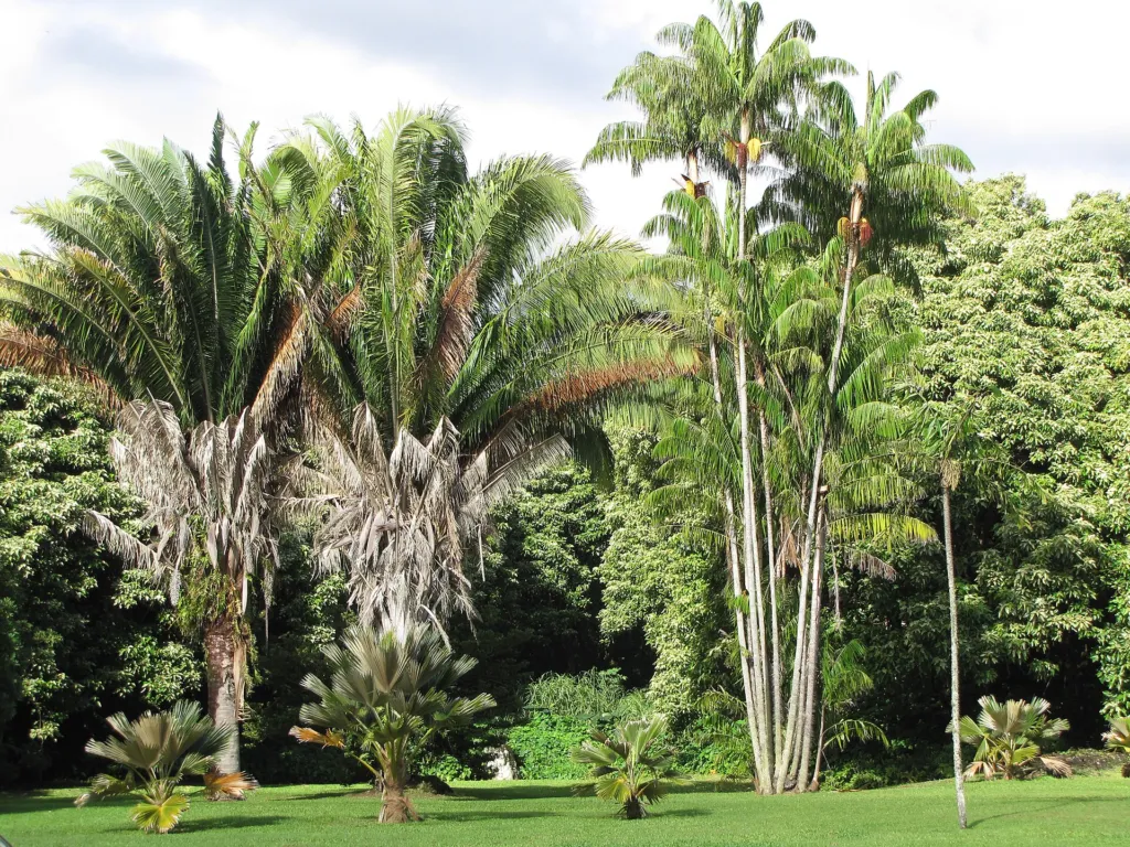 Attalea butyracea – natural growth habit, plant photo