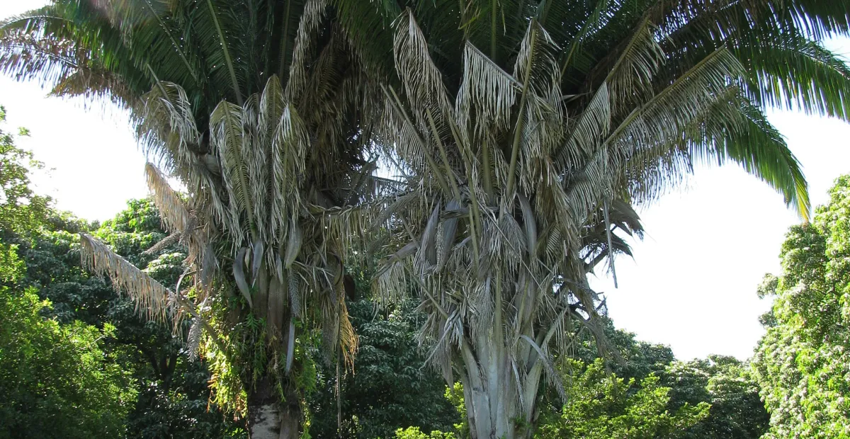 Attalea butyracea – plant photo
