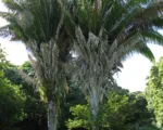 Attalea butyracea care guide