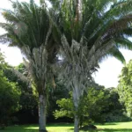 Attalea butyracea care guide (Attalea butyracea) – plant photo