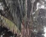 Attalea cohune: guida alla coltivazione e alla cura