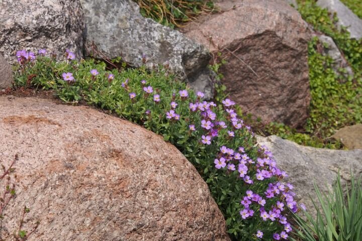 Aubrieta cultorum
