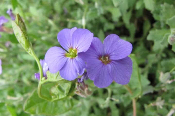 Aubrieta 'Royal Blue'