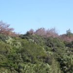 Avvizzimento del pino (nematode del legno di pino)