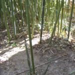 Bambù di Bisset (Phyllostachys bissetii) – foto della pianta