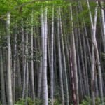 Bambù Moso (Phyllostachys edulis) – foto della pianta