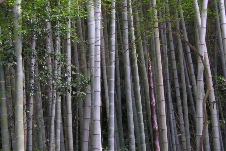 Phyllostachys edulis