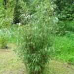 Bambù scabrida (Fargesia scabrida) – foto della pianta