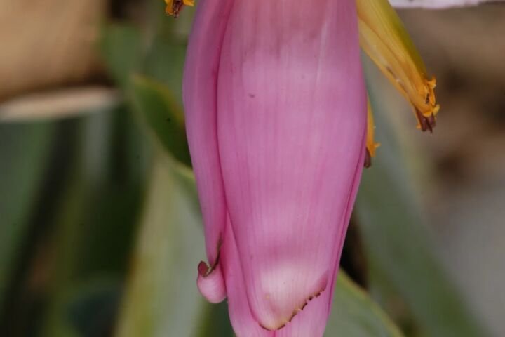 Musa ornata