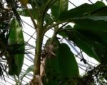 Banana di Darjeeling (Musa sikkimensis): guida alla coltivazione e alla cura