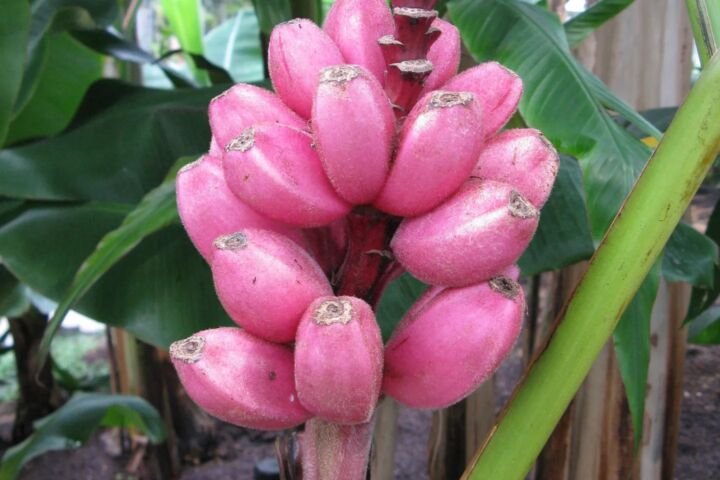 Musa velutina