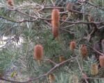 Banksia argentata (Banksia marginata): guida alla coltivazione