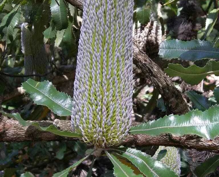 Banksia serrata – plant photo