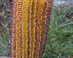 Banksia spinulosa: guida alla coltivazione e alla cura