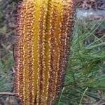 Banksia spinulosa – foto della pianta