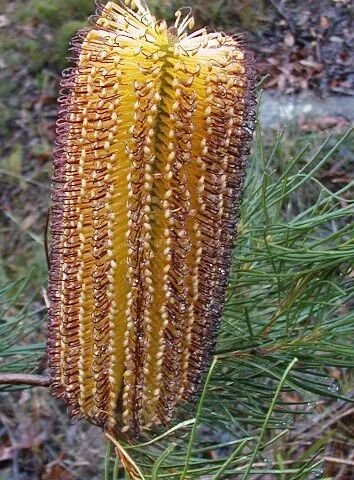 Banksia spinulosa