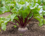 Barbabietola (Beta vulgaris): guida alla coltivazione