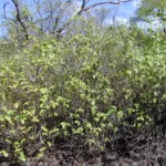 Basilico selvatico (Ocimum gratissimum) – foto della pianta
