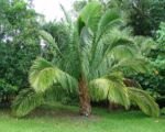 Beccariophoenix madagascariensis – pestovanie a starostlivosť