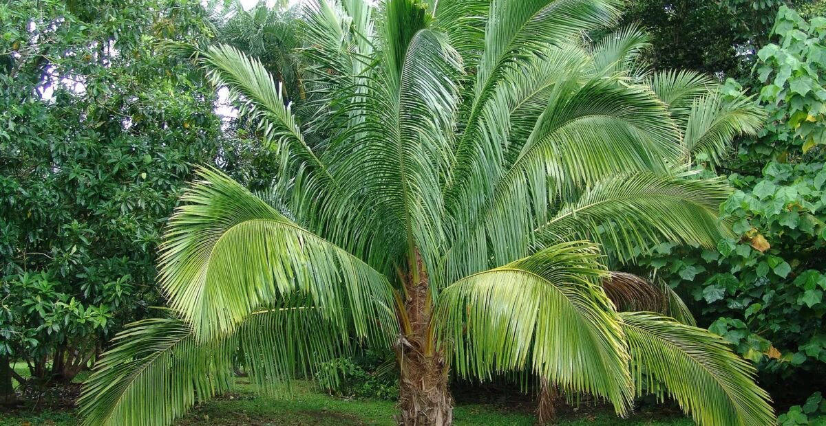 Beccariophoenix madagascariensis – Pflanzenfoto