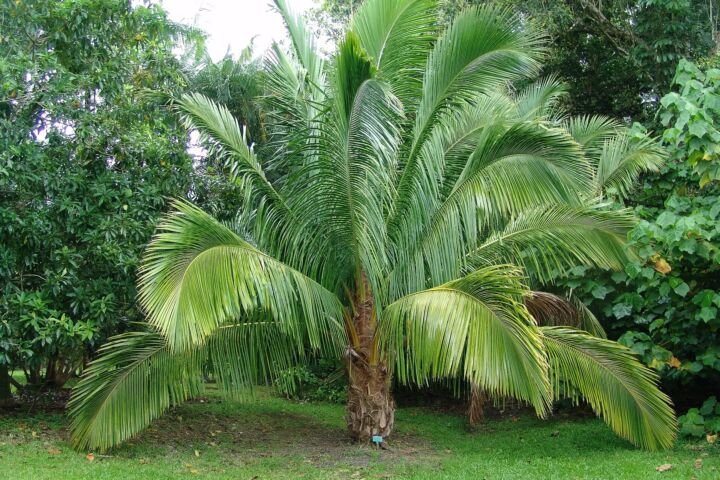 Beccariophoenix madagascariensis