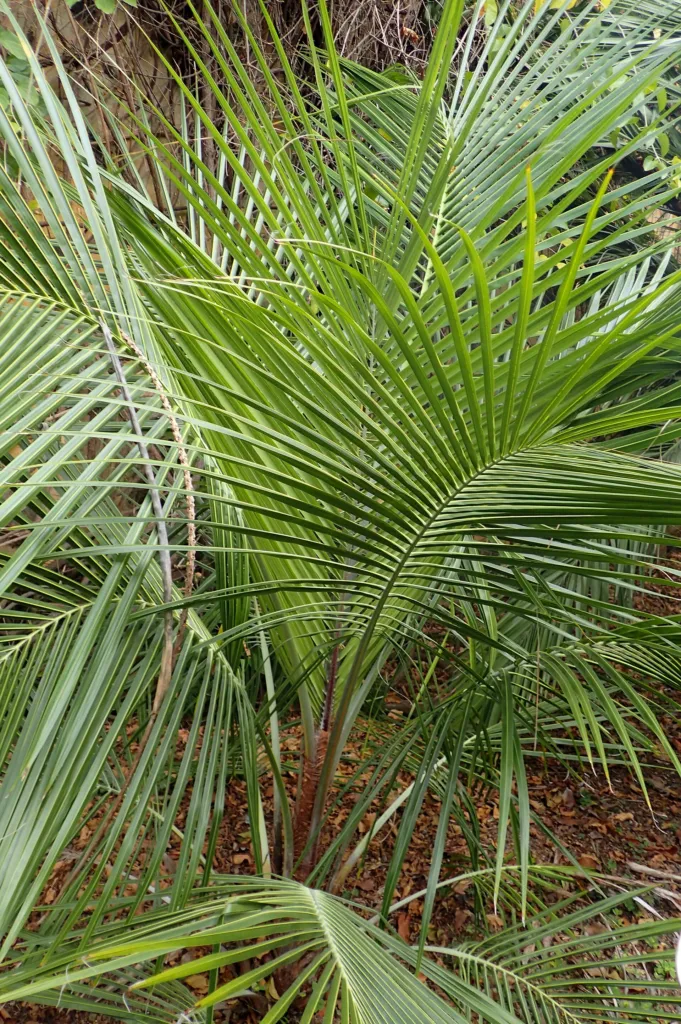 Beccariophoenix madagascariensis – typisches Erscheinungsbild, Pflanzenfoto