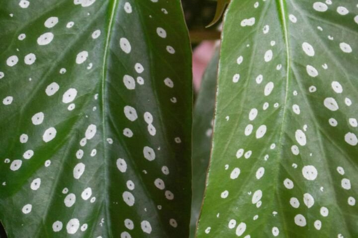 Begonia maculata