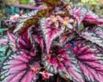 Begonia reale (Begonia rex): guida alla coltivazione
