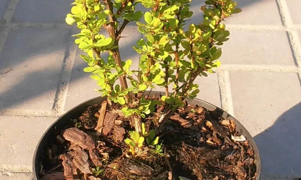 Berberis thunbergii 'Golden Rocket' – plant photo